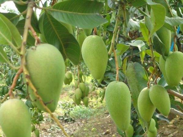 經(jīng)濟(jì)型延緩衰老 女人吃芒果好處和壞處