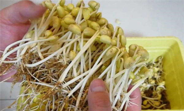 黃豆芽怎么發最快又好，黃豆芽怎么發