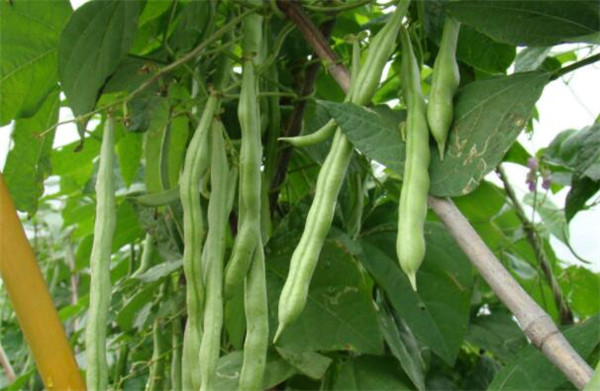 陽臺種植四季豆的方法，四季豆的病蟲害防治