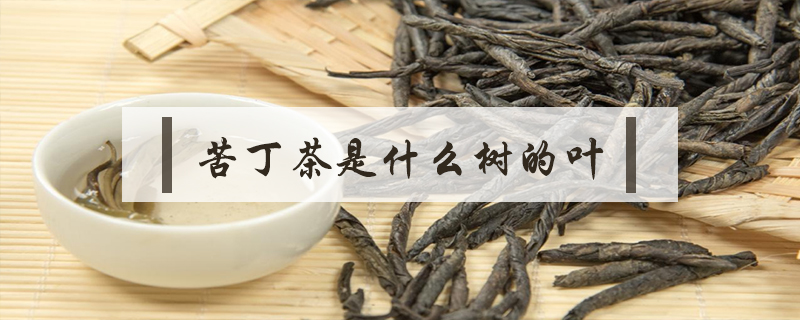 苦丁茶是什么樹(shù)的葉