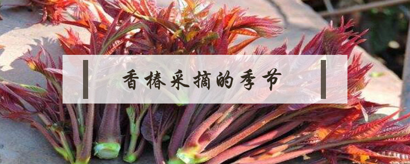 香椿采摘的季節(jié)