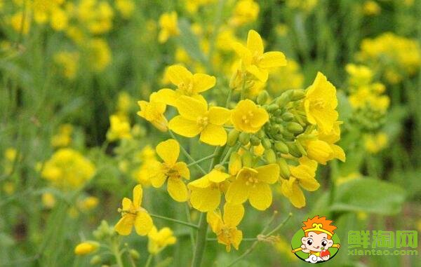 油菜花開花的部位是在哪里，油菜花和菜籽花一樣嗎