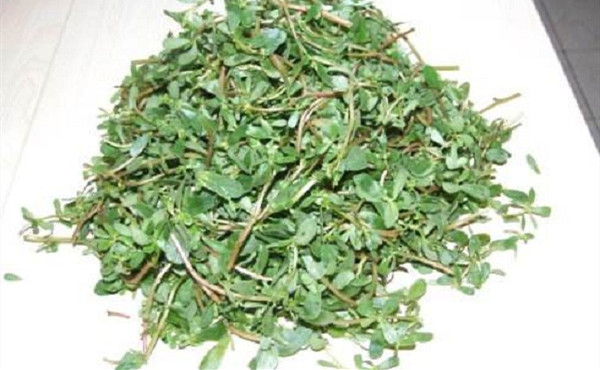 馬齒莧泡水喝用濕的還是干的，一般馬齒莧泡水喝多長時(shí)間為好