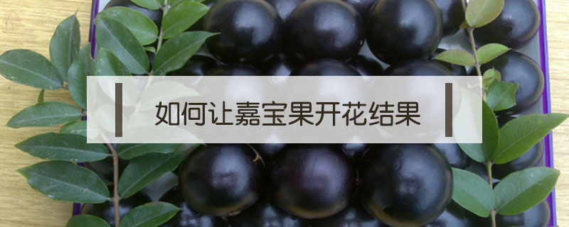 如何讓嘉寶果開(kāi)花結(jié)果