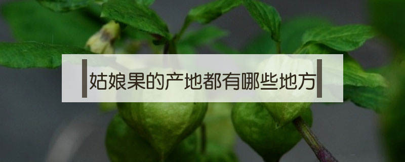 姑娘果的產(chǎn)地都有哪些地方