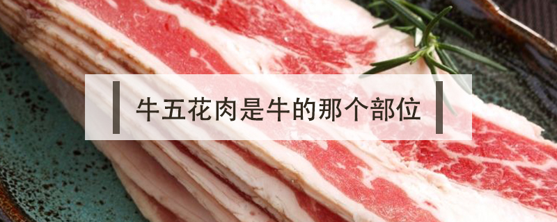 牛五花肉是牛的那個(gè)部位