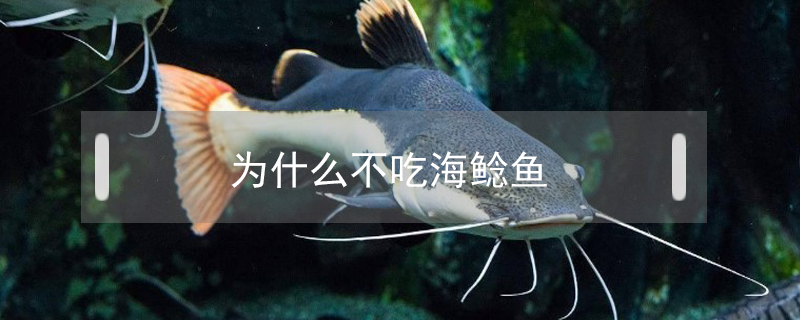 為什么不吃海鯰魚
