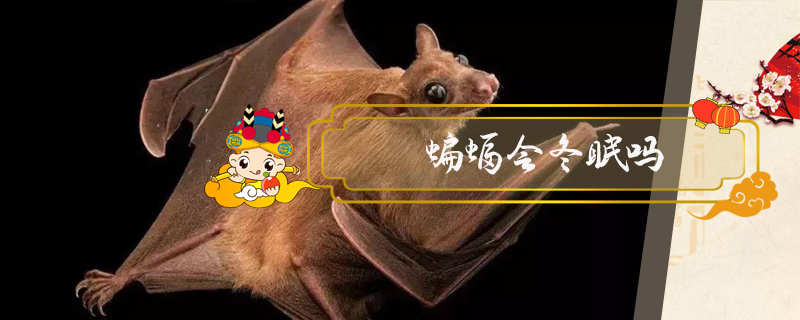 蝙蝠會(huì)冬眠嗎