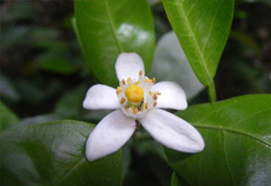 橘子圖片，搞笑橘子圖片，橘子開(kāi)花圖片