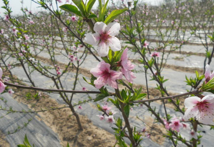 黃桃圖片，黃桃開(kāi)花圖片，黃桃什么時(shí)候上市