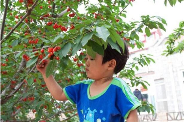 櫻桃吃多了會(huì)怎么樣 櫻桃什么情況下不能吃