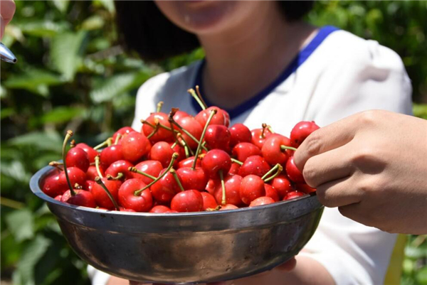 櫻桃吃多了會(huì)怎么樣 櫻桃什么情況下不能吃