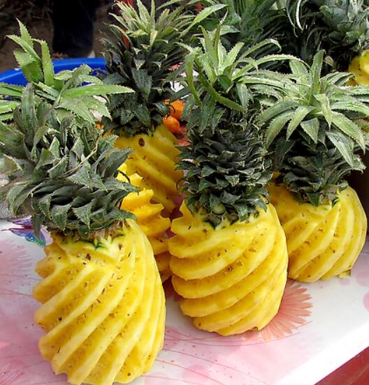 菠蘿圖片，菠蘿樹圖片，鳳梨和菠蘿的區(qū)別