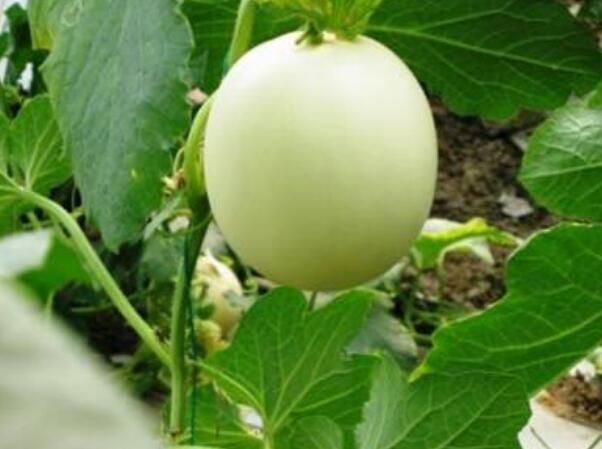香瓜圖片，香瓜開花圖片，香瓜怎么挑好