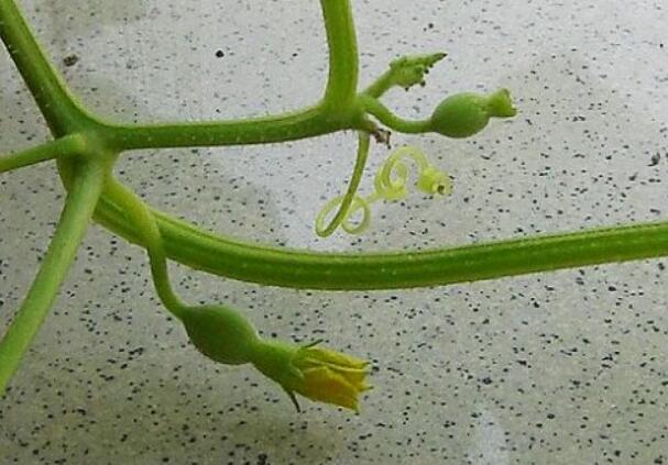 香瓜圖片，香瓜開花圖片，香瓜怎么挑好