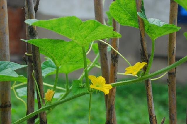 香瓜圖片，香瓜開花圖片，香瓜怎么挑好