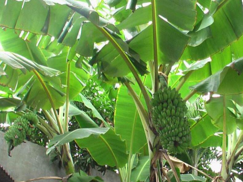 香蕉圖片，香蕉簡(jiǎn)筆畫(huà)圖片，香蕉卡通圖片