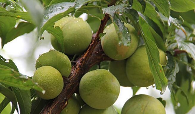 黃桃圖片，黃桃開(kāi)花圖片，黃桃什么時(shí)候上市