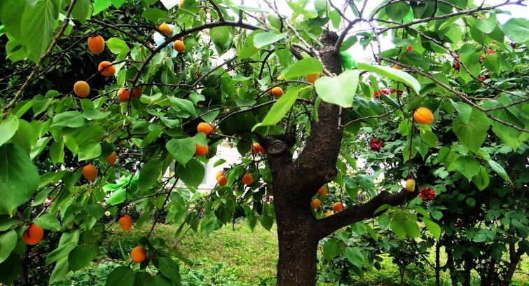 黃桃圖片，黃桃開(kāi)花圖片，黃桃什么時(shí)候上市
