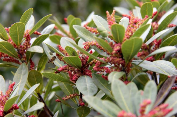 楊梅樹開花會結(jié)果嗎 開花的楊梅結(jié)果嗎