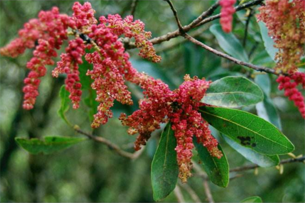楊梅樹開花會結(jié)果嗎 開花的楊梅結(jié)果嗎