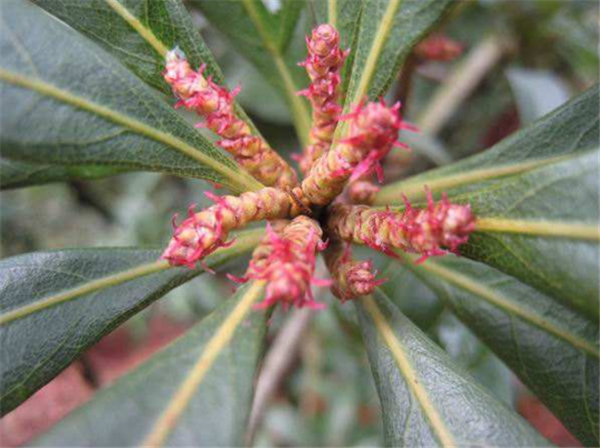 楊梅樹開花會結(jié)果嗎 開花的楊梅結(jié)果嗎