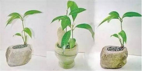 芒果盆栽種植方法(圖解) 芒果盆景怎么養(yǎng)