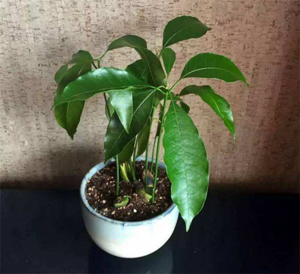 芒果盆栽種植方法(圖解) 芒果盆景怎么養(yǎng)
