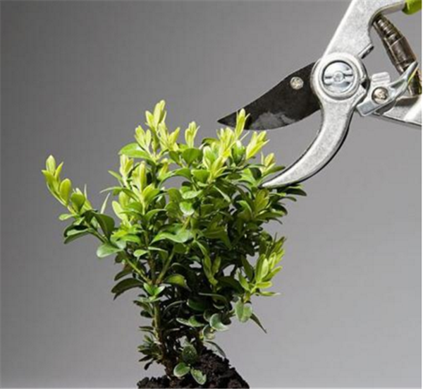 芒果盆栽種植方法(圖解) 芒果盆景怎么養(yǎng)
