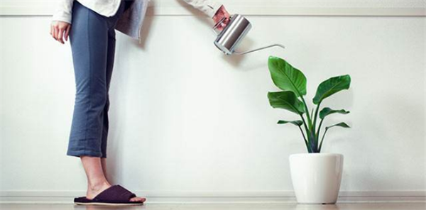 芒果盆栽種植方法(圖解) 芒果盆景怎么養(yǎng)