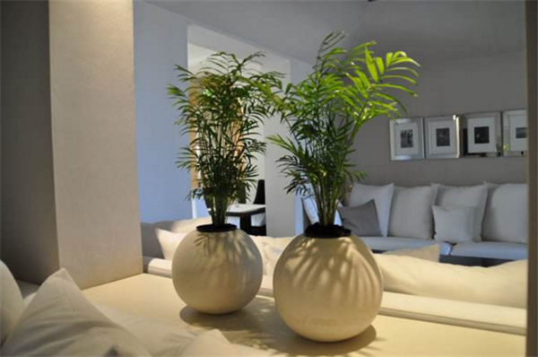 芒果盆栽種植方法(圖解) 芒果盆景怎么養(yǎng)
