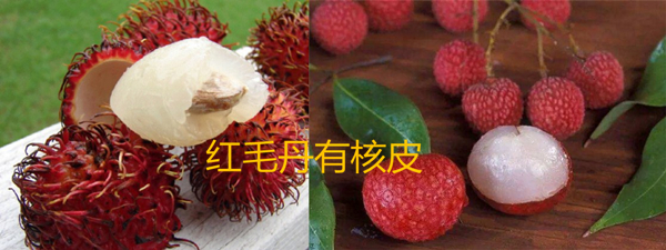 紅毛丹是什么水果，紅毛丹也叫毛荔枝