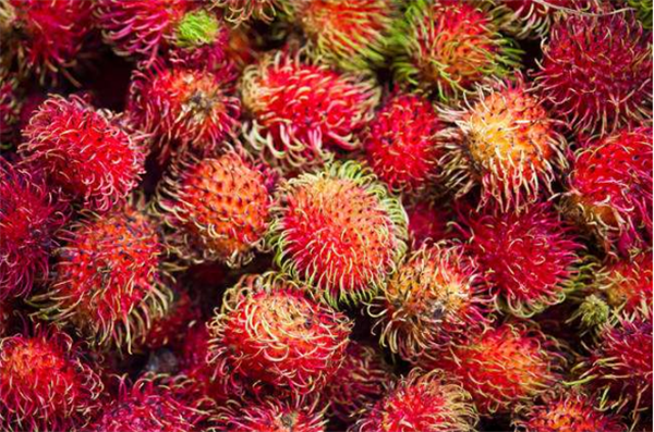 紅毛丹的種植條件 紅毛丹是哪里的特產