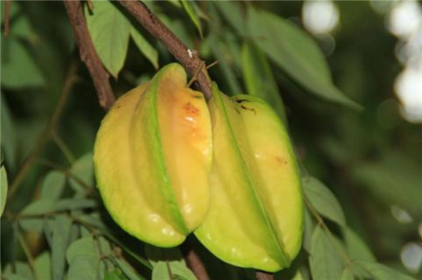 楊桃樹(shù)種在家里風(fēng)水好嗎 楊桃樹(shù)的風(fēng)
