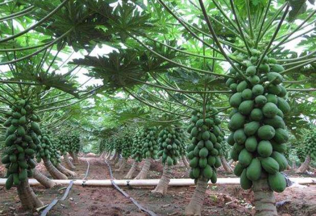 木瓜樹幾年能結(jié)果 木瓜樹種植需要注意什么