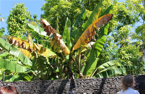 香蕉樹在北方能種植嗎 香蕉樹怎么種植