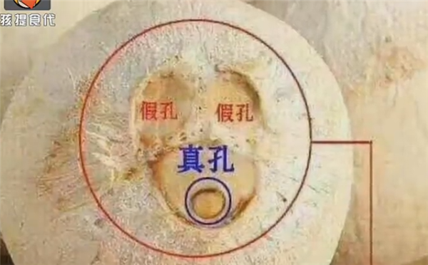 椰子三個(gè)孔在哪個(gè)位置，椰子三孔有兩假一真