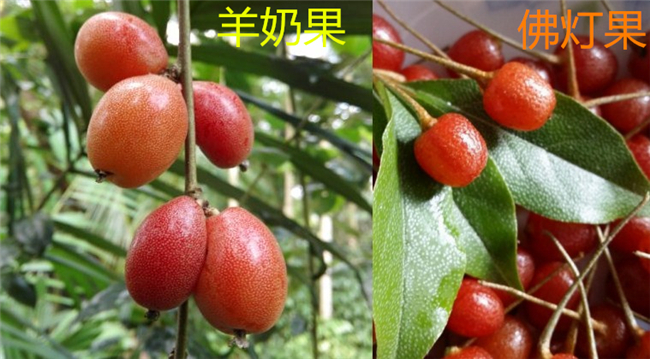 佛燈果和羊奶果的區別，羊奶果營養價值更高