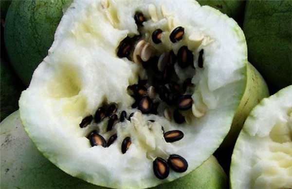 西瓜籽能吃嗎，西瓜子吃到肚子會(huì)發(fā)芽是真的嗎