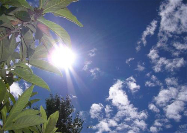 雞蛋果樹種植方法 雞蛋果樹種植注意事項