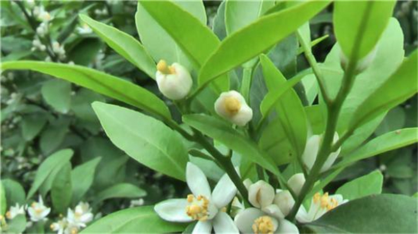 砂糖橘幾月開花結果 砂糖橘開花結果圖片 砂糖橘的食用小技巧
