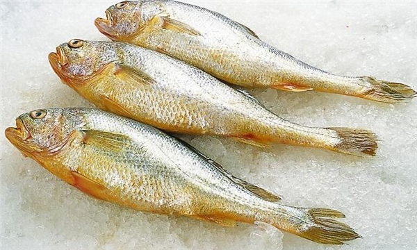 怎么挑選大黃魚，區(qū)分海魚與養(yǎng)殖魚的三要素
