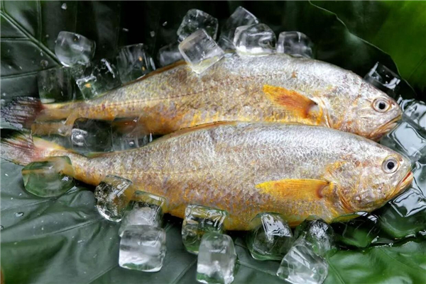 怎么挑選大黃魚，區(qū)分海魚與養(yǎng)殖魚的三要素