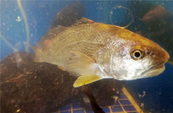 怎么挑選大黃魚，區(qū)分海魚與養(yǎng)殖魚的三要素