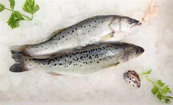 選購鱸魚的方法大全，完全掌握鱸魚的選購技巧