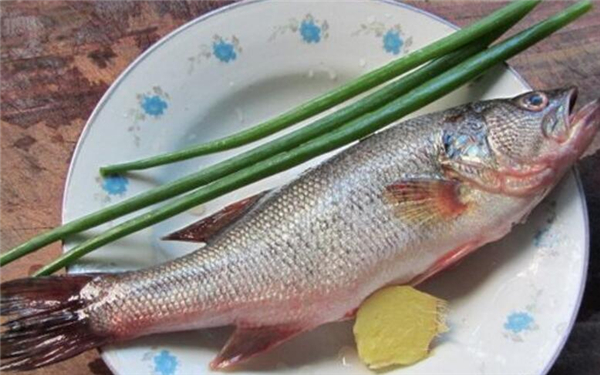 選購鱸魚的方法大全，完全掌握鱸魚的選購技巧