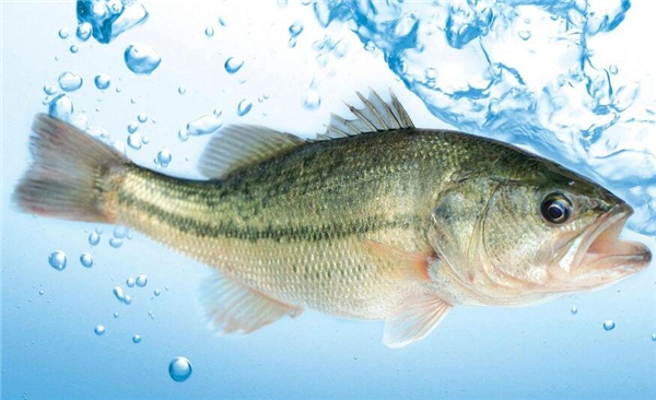 選購鱸魚的方法大全，完全掌握鱸魚的選購技巧