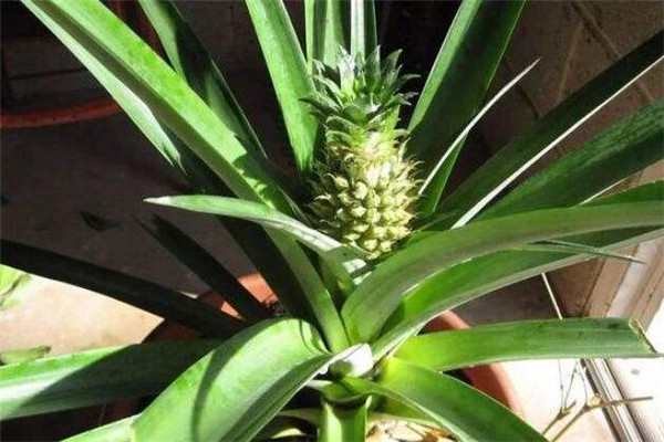 菠蘿怎么過冬，菠蘿過冬的最低氣溫(菠蘿過冬管理)