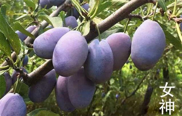 西梅的產地在哪里，四大西梅最好品種
