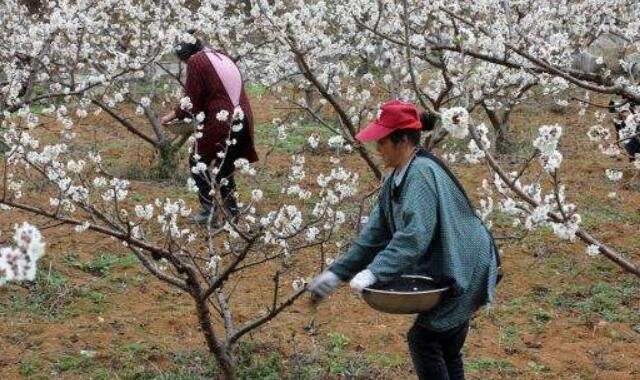 櫻桃樹種下幾年能長櫻桃(3-6年結果)，櫻桃樹種怎么種能出得快